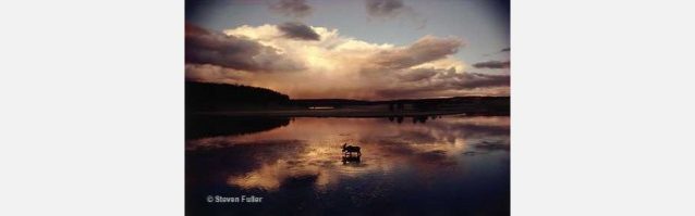 Garish Moose(きらめくムース)。Photo: Steven Fuller