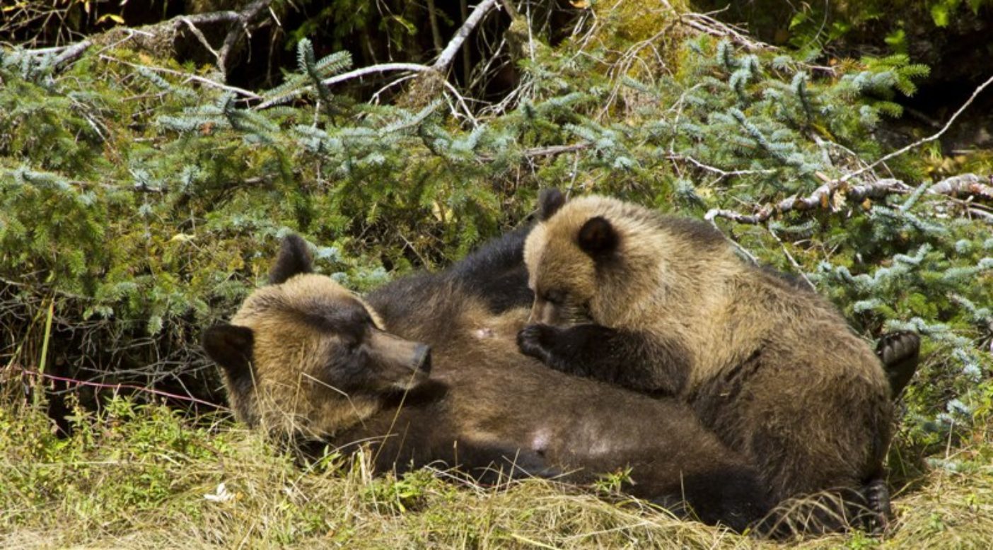 富を共有する;母グマが貴重な命を子グマに与える。Photo: Larry Travis/www.raincoast.org