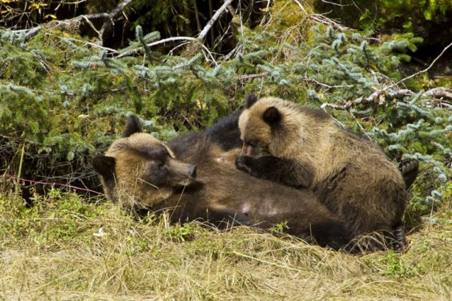富を共有する;母グマが貴重な命を子グマに与える。Photo: Larry Travis/www.raincoast.org