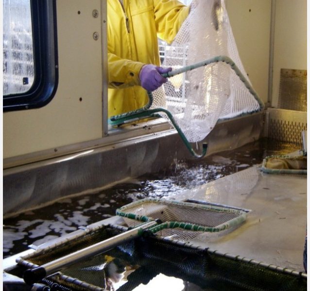 ふ化場で養殖されたスチールヘッドは、自動ヒレ削除機に投げ込まれたあと、食用としてラベルが付けられる。Photo: Ari Zolonz collection