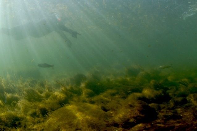 2匹の稚魚が泳ぐ。Photo: Matt Stoecker
