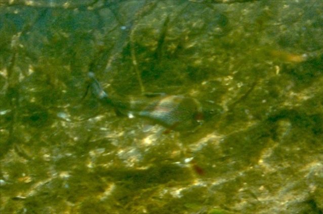 今回の探索で私たちは2匹の成魚と出会うことができた。写真の1匹は喉/腹部分が異様に膨らんでいる。Photo: Matt Stoecker