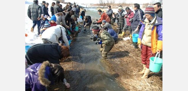 旭川石狩川サケの天然産卵復活を目指す。写真:大雪と石狩の自然を守る会
