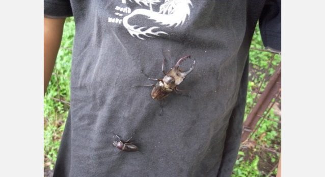 ミヤマクワガタ。ほかにも絶滅危惧種に指定されているゲンゴロウなど里山には多種多様な生物が生息している