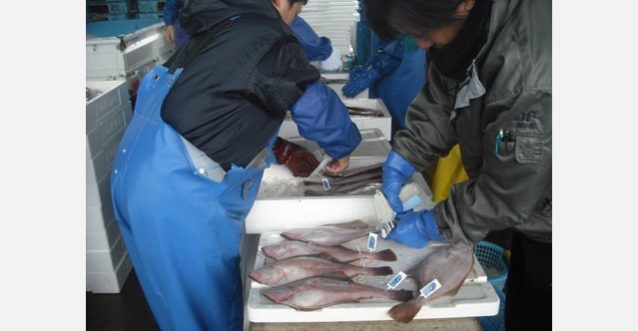 水揚げされたアカガレイにMSCエコラベルのタグを付けるようす。写真:京都府漁業協同組合連合会