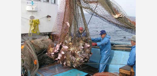 網揚げのようす。写真:京都府農林水産技術センター海洋センター