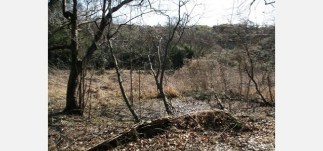 猿田谷戸。良好な生物相が残されている湿地。写真:角田 東一