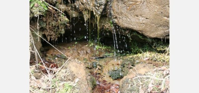 深田谷戸の湧水。真夏でも水のとぎれる時はない。写真:角田 東一