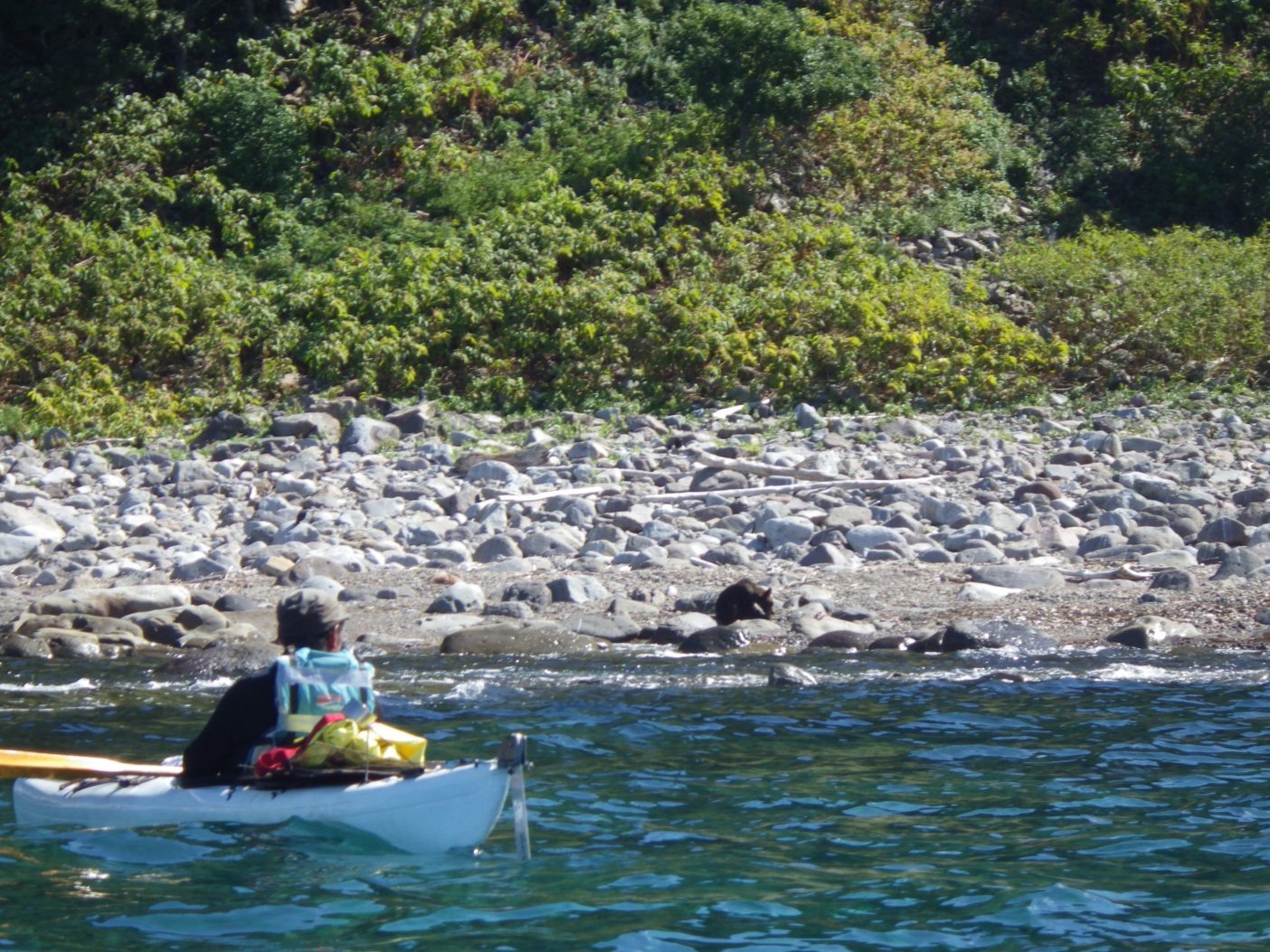 やせたヒグマと新谷暁生氏 写真:島田和彦