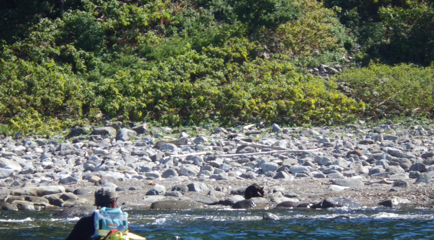 やせたヒグマと新谷暁生氏 写真:島田和彦
