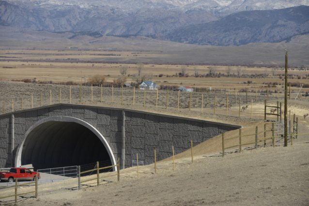 ワイオミング州のトラッパーズ・ポイントに新たに建設されたオーバーパスを渡る移動中のプロングホーンとミュールジカ。Photo: Joe Riis
