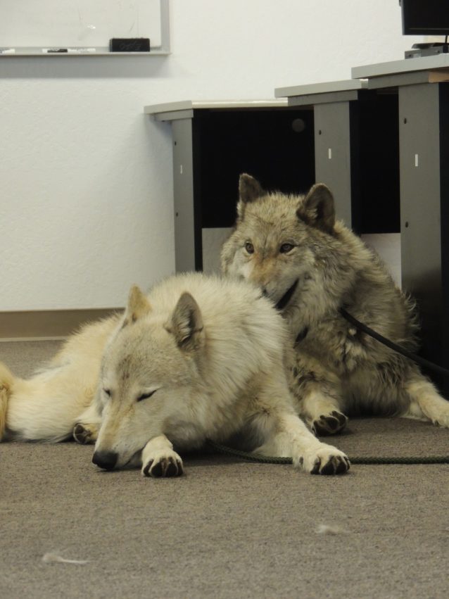 ダニー・ボーイとウィロー。Photo: Glenda Dudley