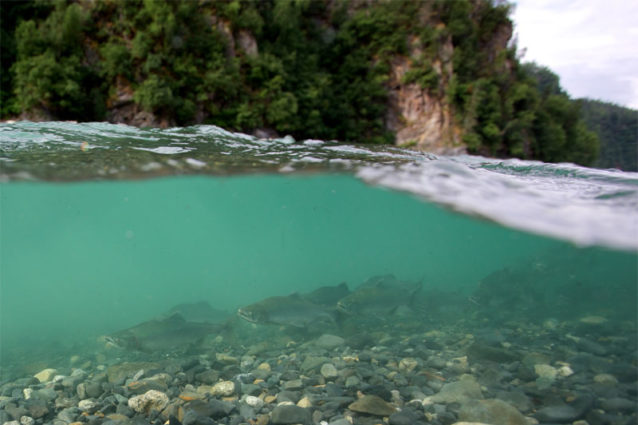 スシトナ川の沈泥状の流れから姿を現し、土手沿いに遡上していくピンクサーモンの群れ。Photo: Matt Stoecker