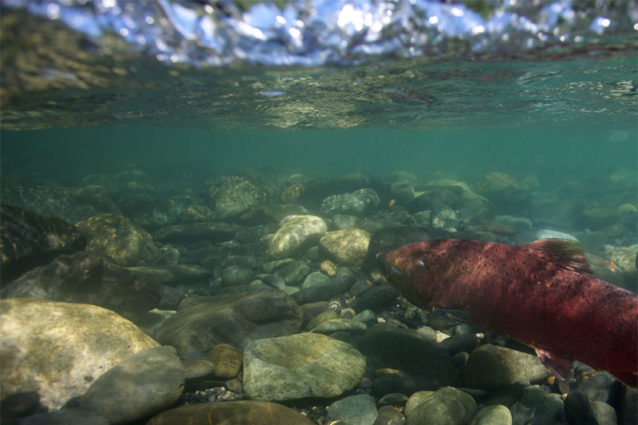 澄んだ支流の産卵地へと力強く遡上する、頑健なスシトナ川のキングサーモン。Photo: Matt Stoecker