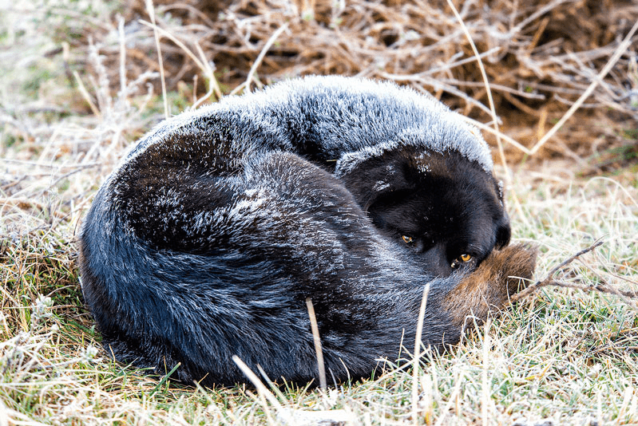 最初の夜は寒かった。地元の動物たちは僕らより寒冷な環境に順応していることは明らかだった。Photo: Marko Prezelj