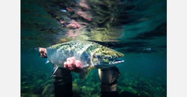 巨大なサーモンがライズし、フライに食いつくのを見ることは、死ぬ前にしたいことのリストに加えられるべきだ。ホフサ・リバーにて。写真:RC・コーン提供