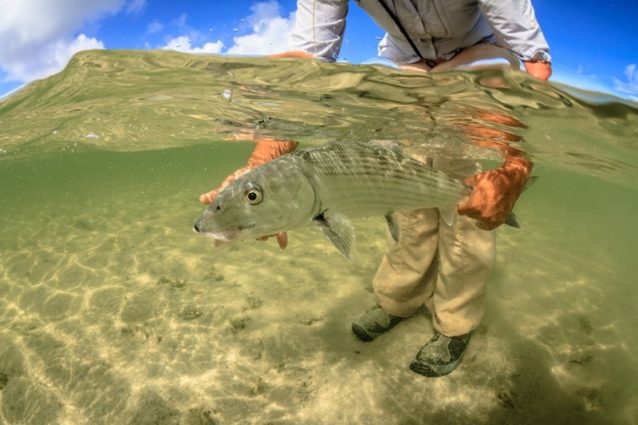 ザ リリース 魚に対する基礎知識と責任ある釣りへの道 クリーネストライン ザ リリース 魚に対する基礎知識と責任ある釣りへの道 クリーネストライン