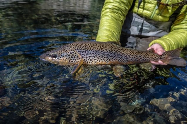 ザ リリース 魚に対する基礎知識と責任ある釣りへの道 クリーネストライン ザ リリース 魚に対する基礎知識と責任ある釣りへの道 クリーネストライン