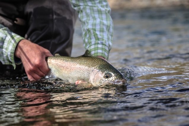 ザ リリース 魚に対する基礎知識と責任ある釣りへの道 クリーネストライン