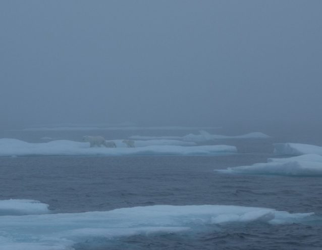 バフィン島沿岸から160キロメートルの沖合で氷から氷へと渡り歩くホッキョクグマの家族。写真提供:ワイルドな一団