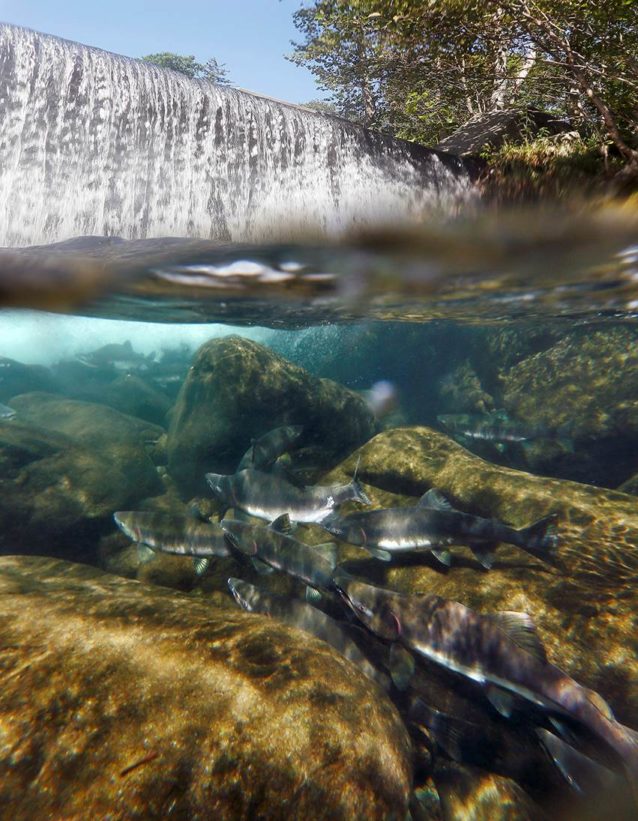 産卵遡上してきたサケが砂防ダムによって完全に遮られている。写真:浦壮一郎