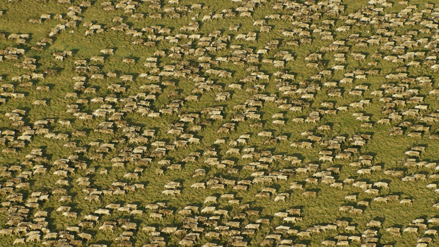 毎年この北極圏保護区に帰ってくるポーキュパイン・カリブーの群れは少なくとも20万頭以上。真夏になると数万頭のカリブーが群れをなし、川のように大地を渡り歩く。Photo: Florian Schulz