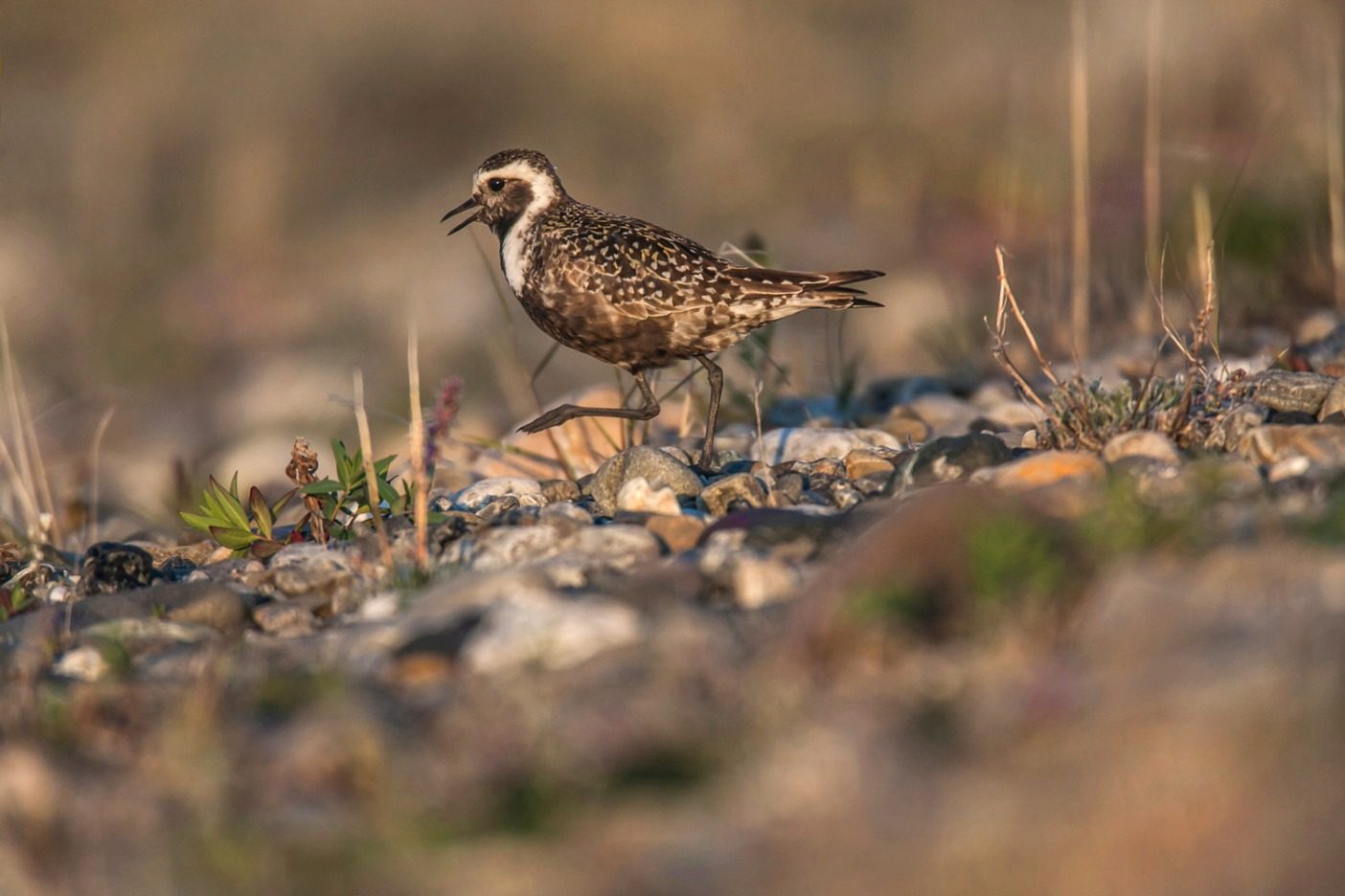 コンガクット川の土手の砂利を歩くアメリカムナグロ。Photo: Nathaniel Wilder