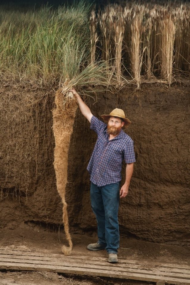 右が現代の小麦、左が多年生小麦のカーンザ。炭素の固定量が多いのはどちらだろうか。Photo: Jim Richardson