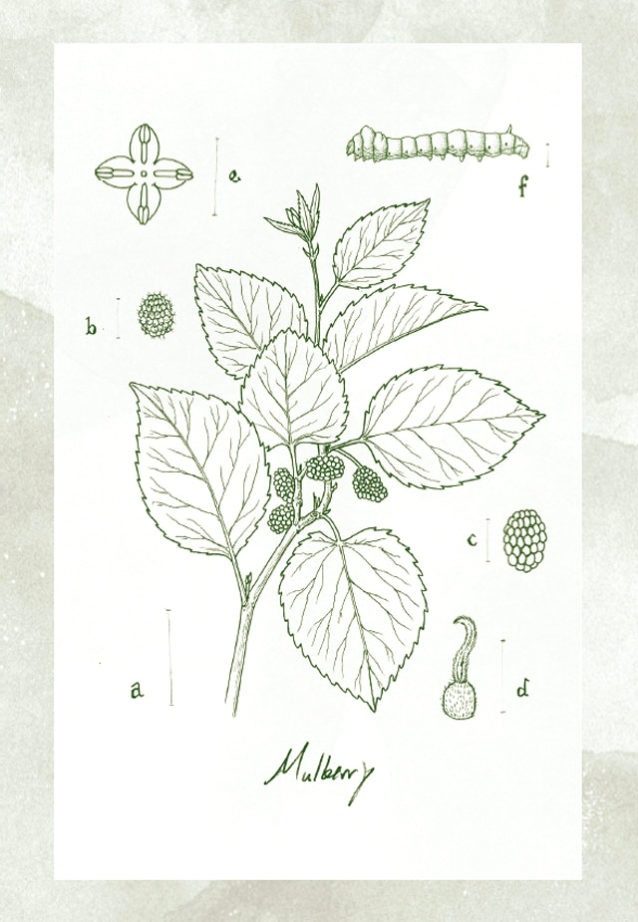 A. トウグワの枝、B. 雌の実、C. 雄の実、D. 雌花、E. 雄花、F. カイコ。Illustrator: Sean Edgerton
