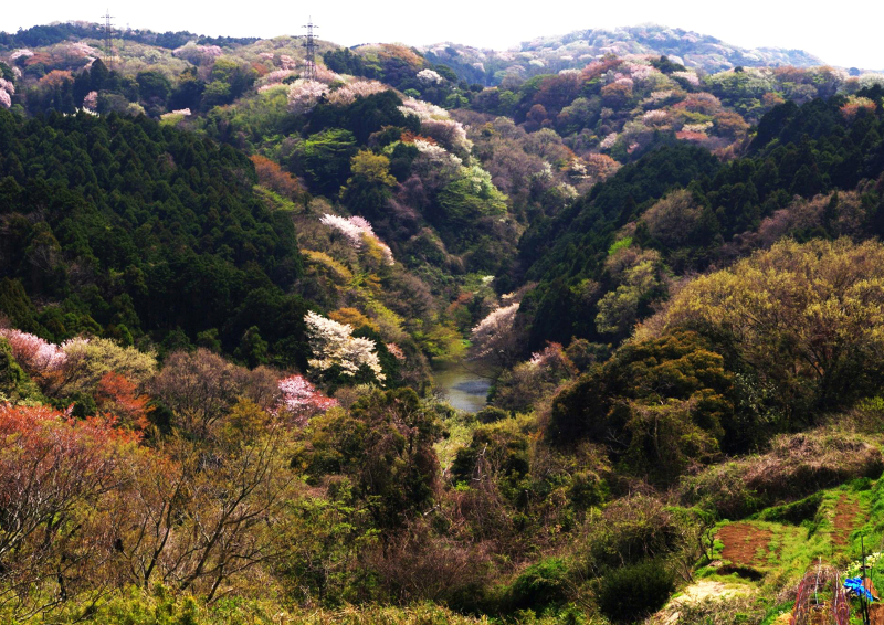 春、山桜に覆われる瀬上池周辺。写真:認定NPO法人ホタルのふるさと瀬上沢基金