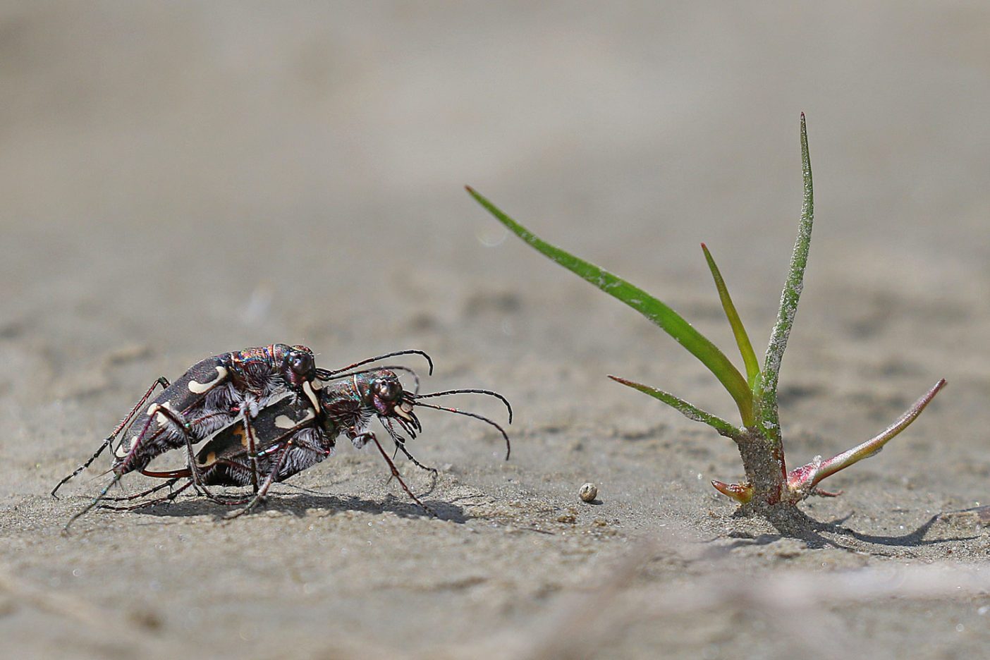 調査週間に発見された数多くの種のひとつで非常に珍しいハンミョウ。 Photo: © Gernot Kunz