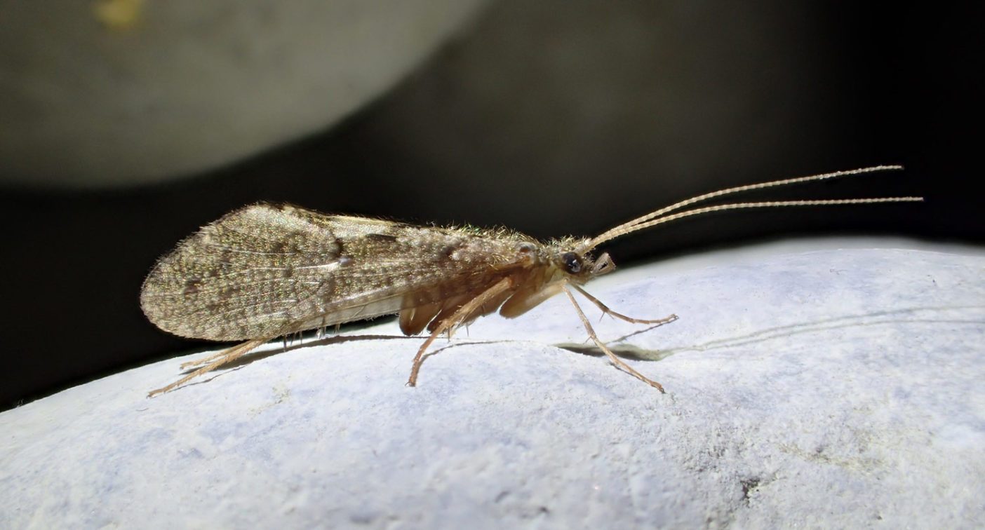 アルバニアでは新発見のトビケラ、リアコフィラ・ディアコフテンシス。 Photo: © Wolfram Graf
