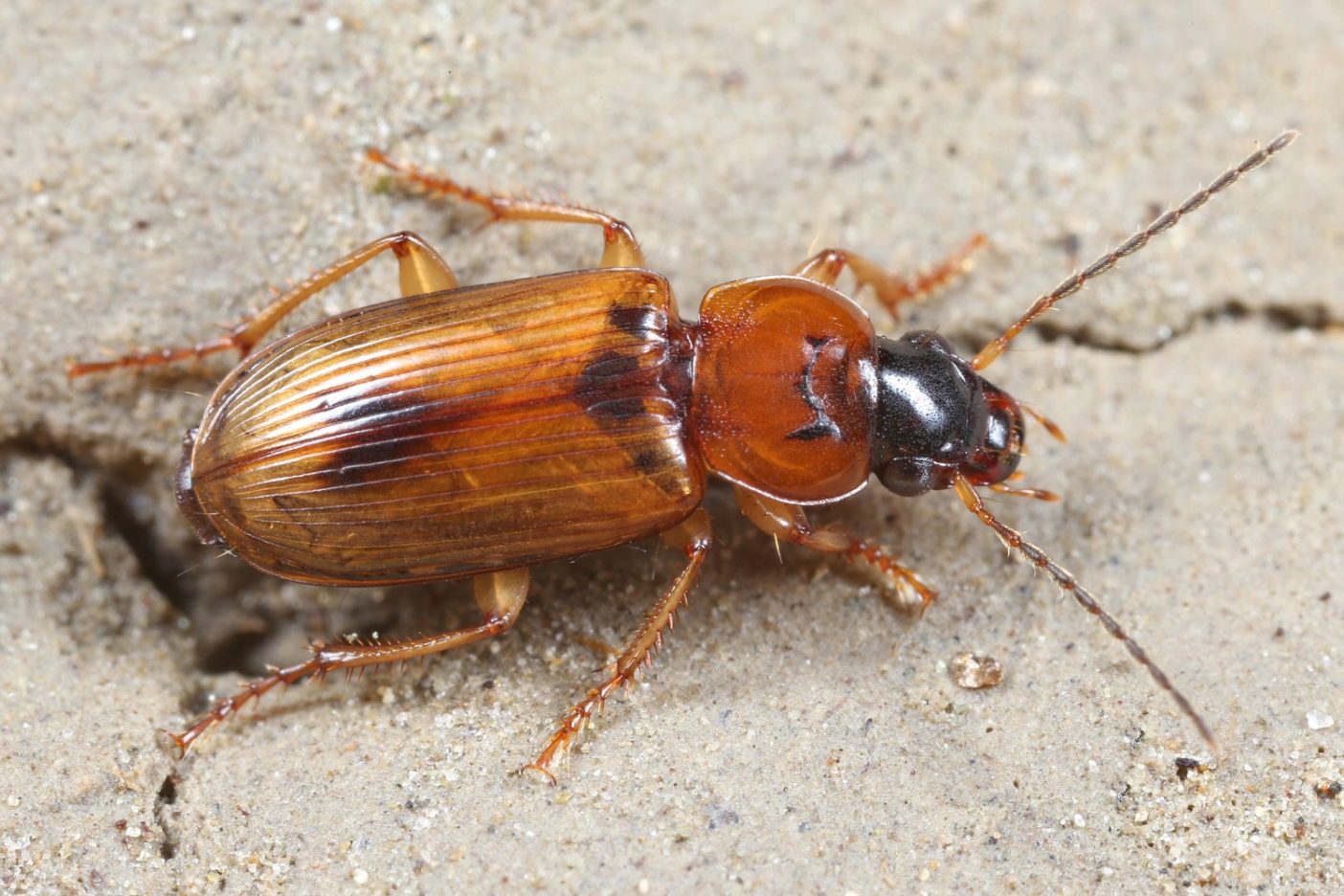 ステノロフス・ディスコフォルス(オサムシ科の昆虫)は活発な氾濫原を象徴する種。ポセム地区では多く見られるが、中央ヨーロッパでは絶滅危惧種に属している。 Photo: © Wolfgang Paill