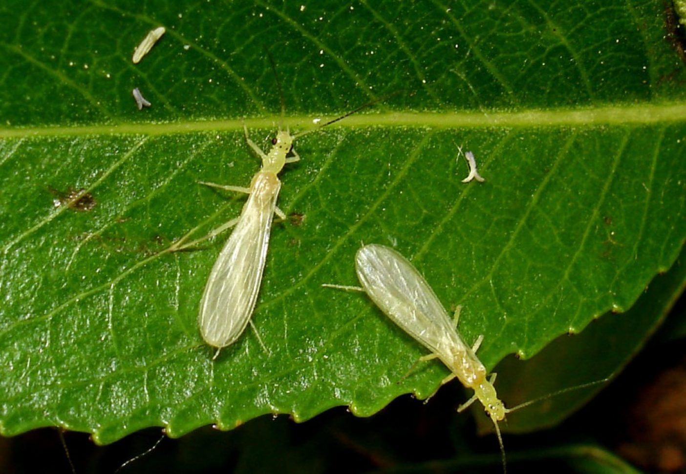 非常に珍しいカワゲラ、ザントペルラ・アピカリス。幼虫は大きな川に生息する。 Photo: © Wolfram Graf