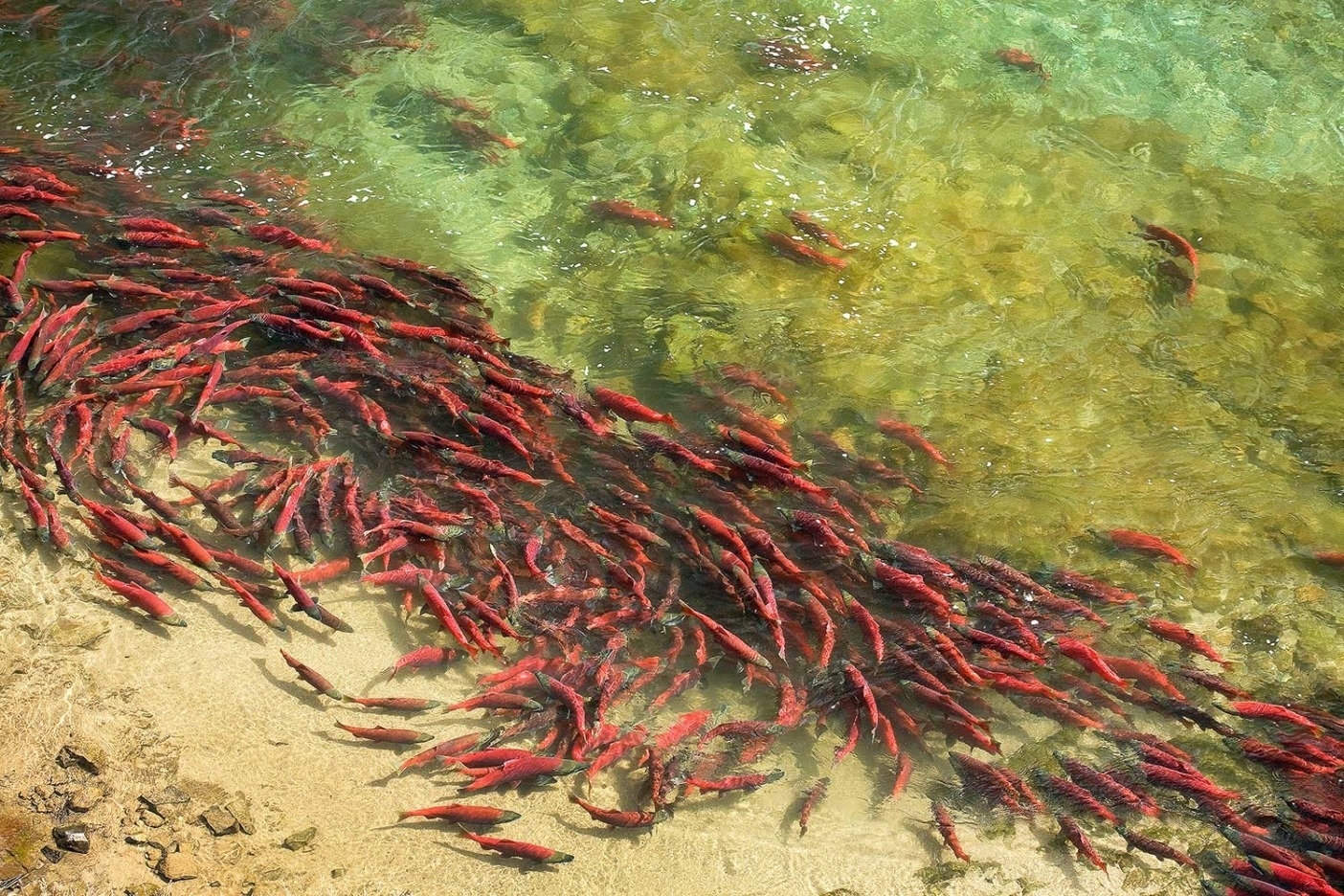 アラスカのブリストル湾の小さな滝を産卵のために遡る前、エディで順番を待つベニザケの群れ。Photo: Ben Knight