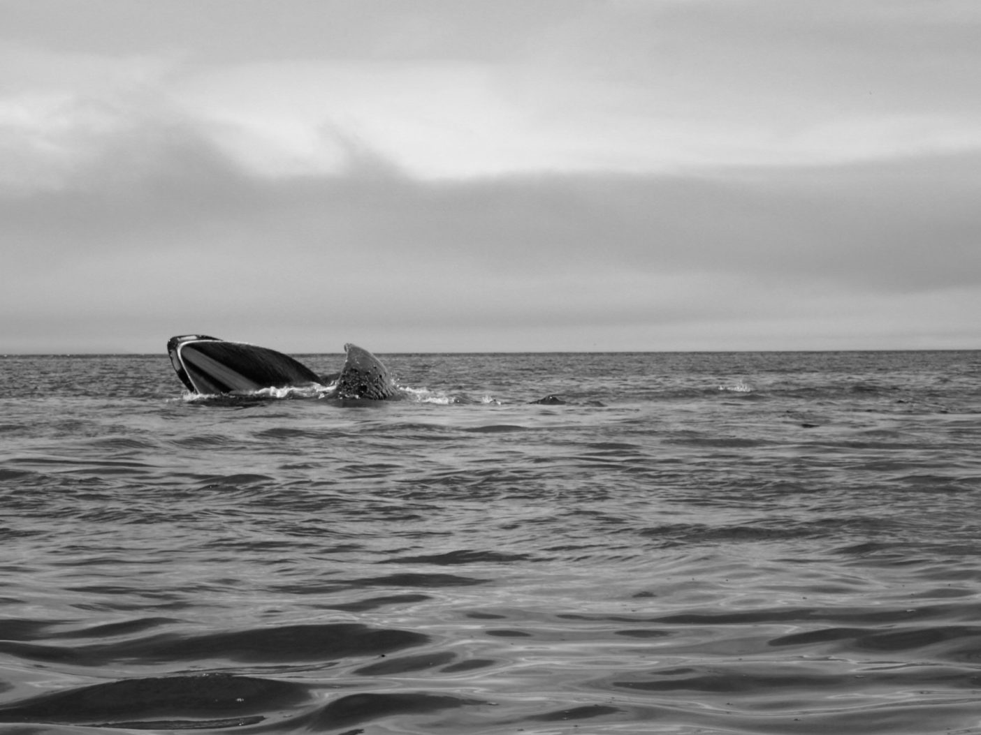 大口を開け捕食するザトウクジラ。ウムナック・パス付近にて。写真:新谷暁生