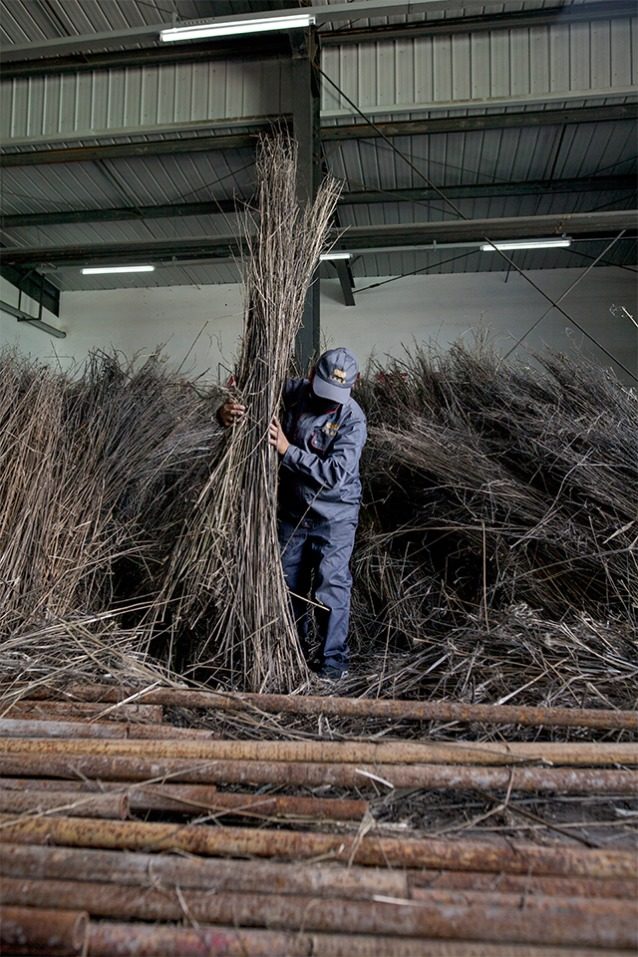 刈り取られた茎を乾燥して束ね、表皮を剥く「剥皮」と呼ばれる工程。 Photo: Lloyd Belcher
