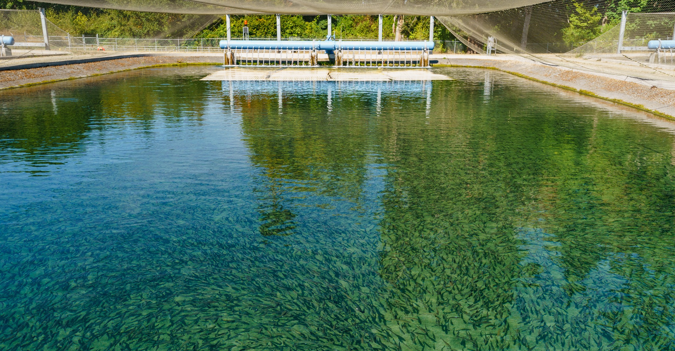 アーティフィッシャル クリーネストライン