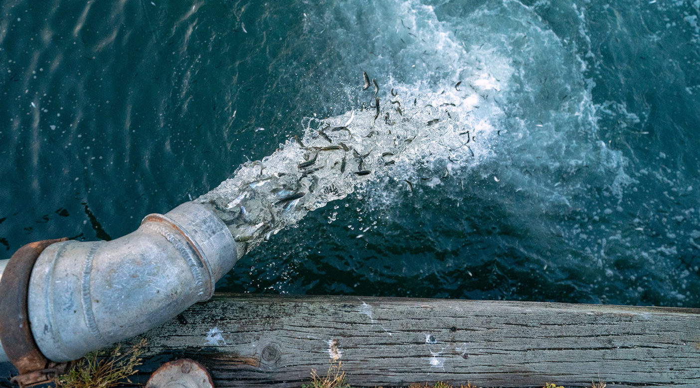 サンフランシスコ湾に放流される何千匹もの孵化した食用サーモン。Photo: Ben Moon