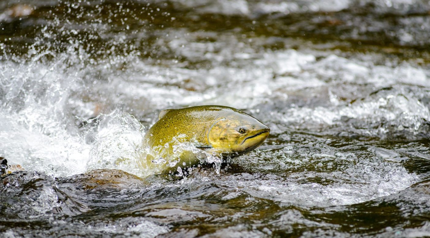 魚を食べる人間はどうしたらいいのでしょうか クリーネストライン 魚を食べる人間はどうしたらいいのでしょうか クリーネストライン