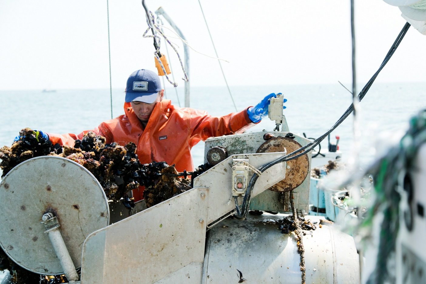 海に仕掛けた養殖いかだからカキを一気に引き揚げる。写真:五十嵐 一晴