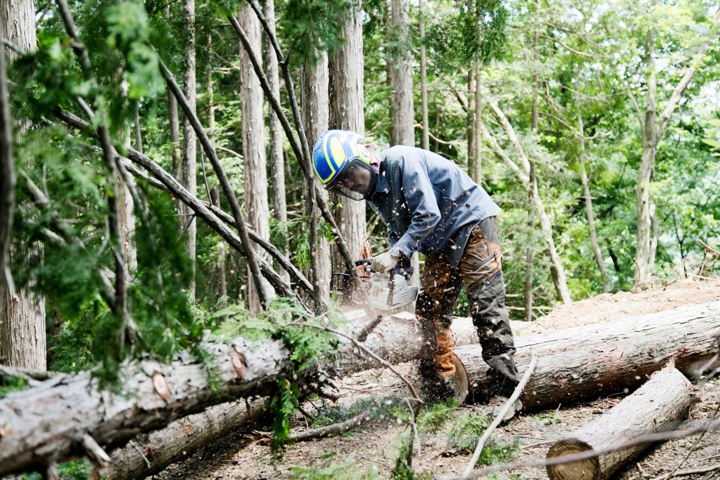 作業道づくりで支障となる木はチェンソーを使って伐採する。伐採した木は、山から搬出しておもちゃや小物に加工する。作業道の補強に使うこともある。写真:五十嵐 一晴