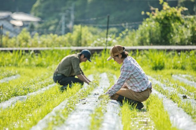 ホーリーバジルの畑で草取りを行う。抜いても抜いても生えてくる雑草、体力勝負の作業だ。写真:五十嵐 一晴