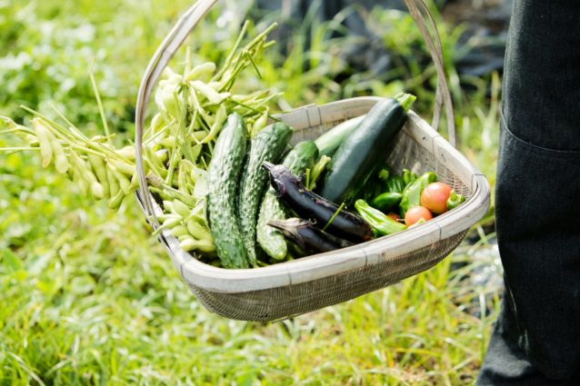 友人が訪れると手塩にかけた作物でもてなす。今晩は夏野菜満載の食卓になりそうだ。写真:五十嵐 一晴