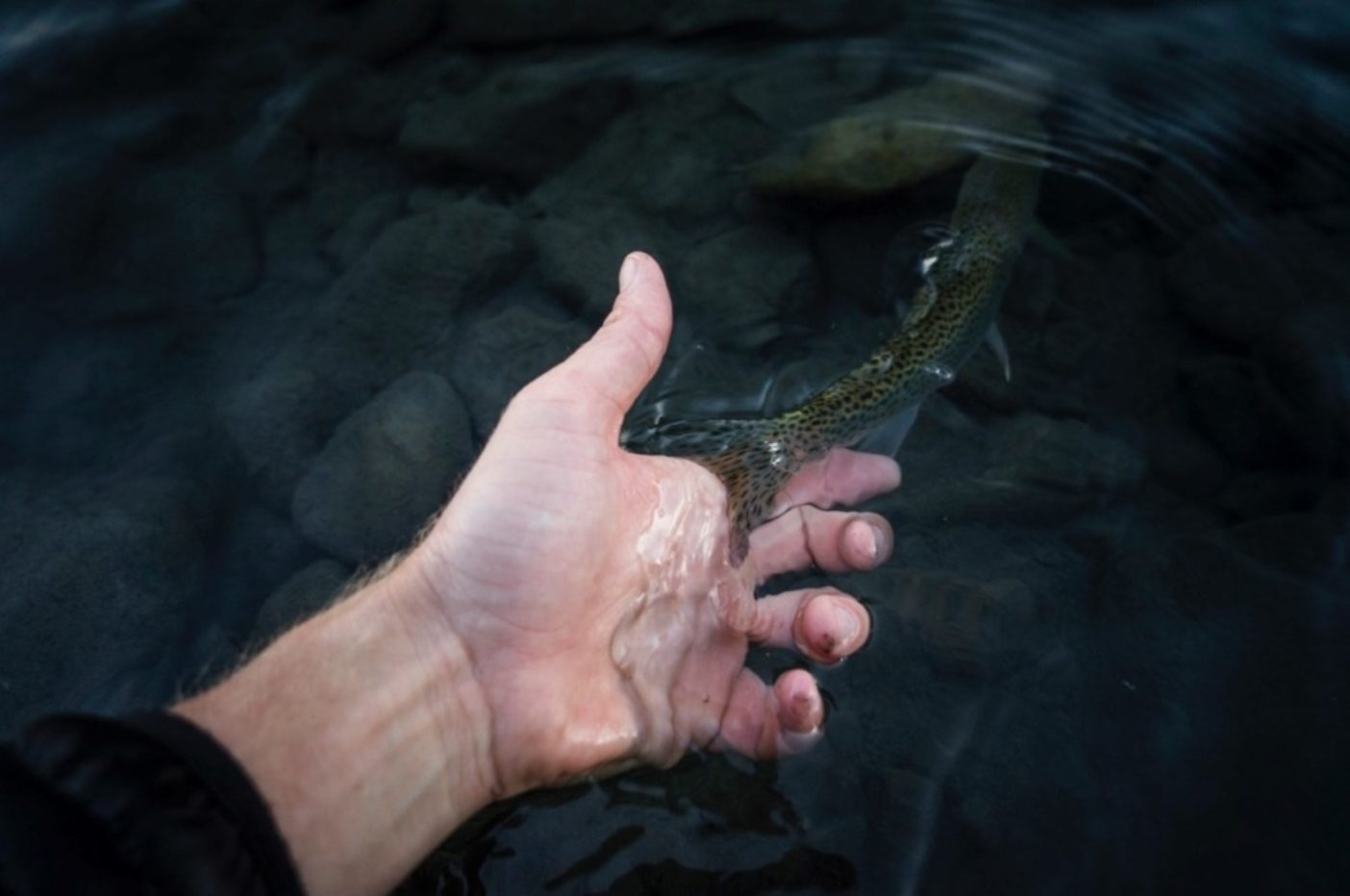 エルワ・リバーから(つかの間の休止のあと)太平洋へ下る若魚。Photo: Mark McInnis