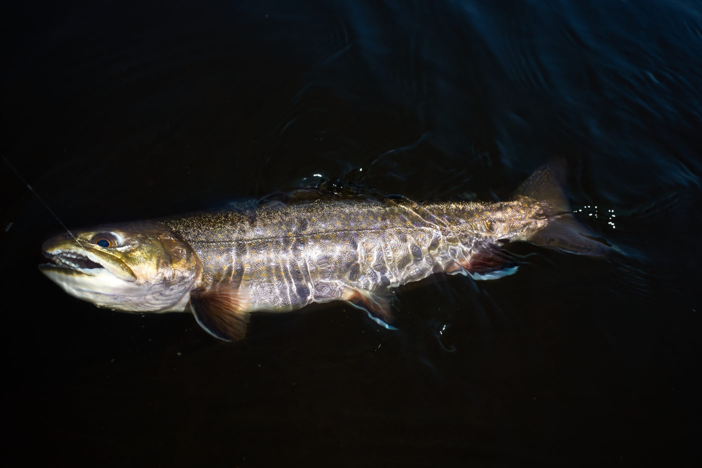生まれてきた理由を知らない魚たち クリーネストライン 生まれてきた理由を知らない魚たち クリーネストライン