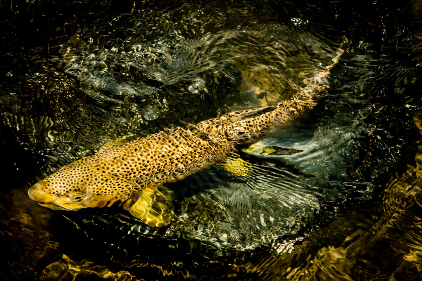 生まれてきた理由を知らない魚たち クリーネストライン 生まれてきた理由を知らない魚たち クリーネストライン