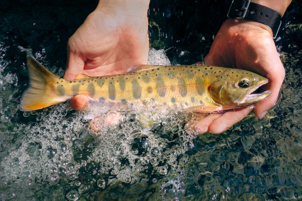 生まれてきた理由を知らない魚たち クリーネストライン