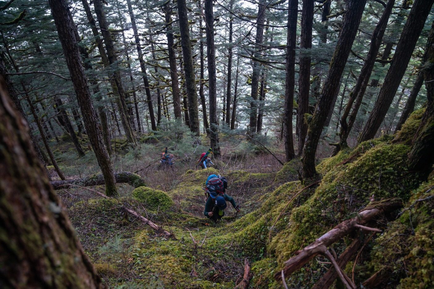 スティキーンの高山への登りがスムーズにいくことはめったにない。凍結した土、老木の森、ハンノキ、技術を要するスキニング、そして急峻な地形が滑降場所への到達を困難にする。Photo: Jasper Gibson