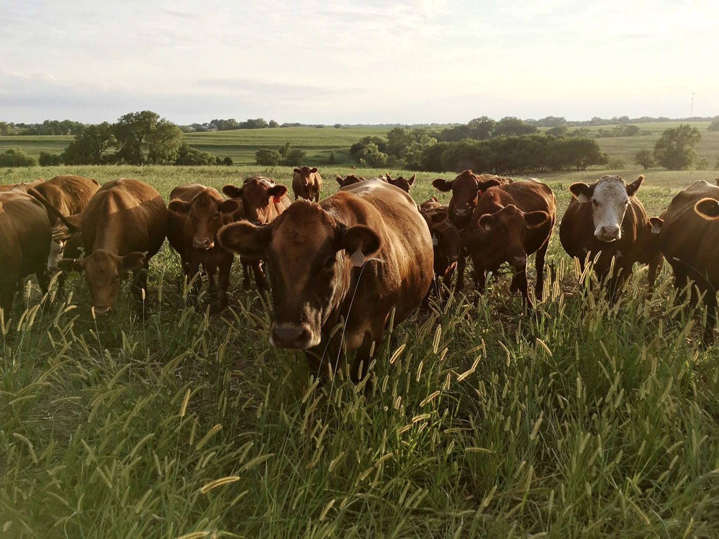 フィッケは牧草と干し草ベールを飼料として家畜を放牧し、牛糞と尿の形で土壌に回帰させる。Photo:Del Ficke